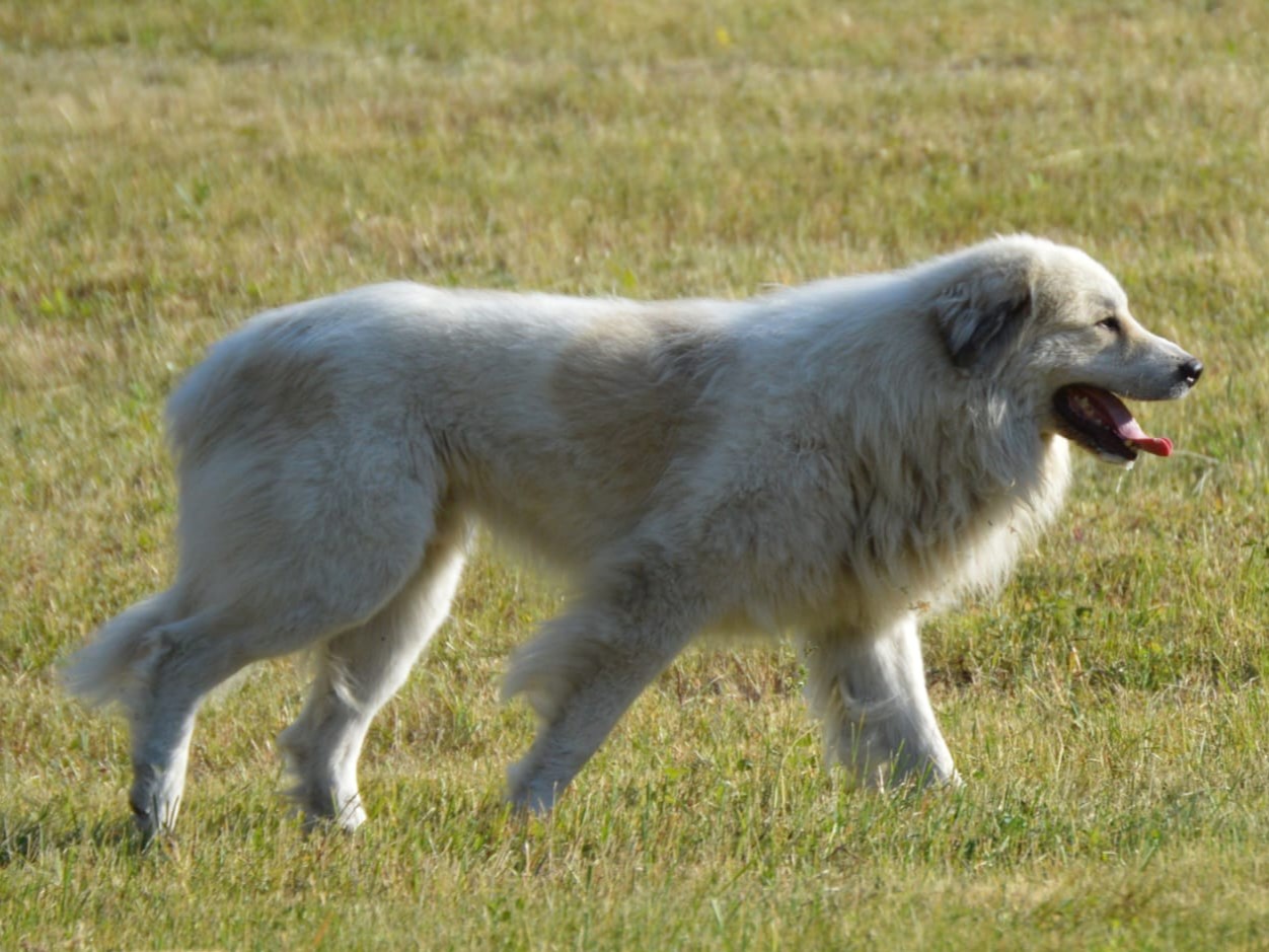 Pyrson Lanni from Pyrlandia