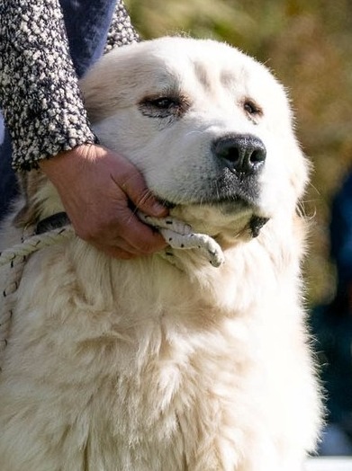 Bellatrix Patou de Vieux Chateau