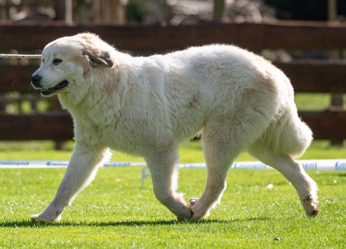 Bellatrix Patou de Vieux Chateau