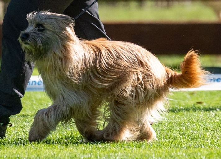 Brave  od Včelínku