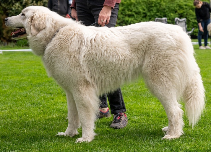 Flow Babylon Bohemia