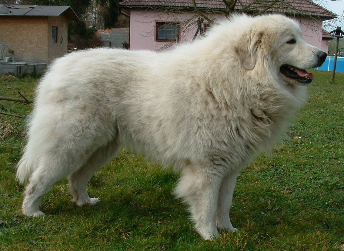 Geoffrey du Domaine de Peyrac