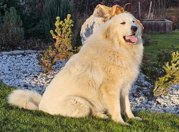 Meo Farrouk from Pyrlandia