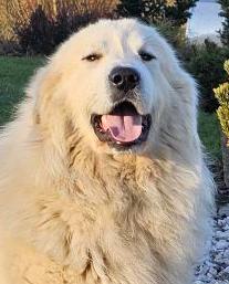 Meo Farrouk from Pyrlandia