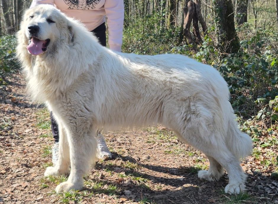 Trésor des Anges des Sentisrs du Roi
